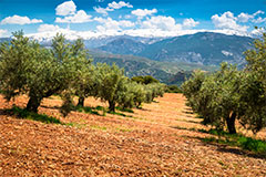 Características de nuestro aceite de oliva virgen extra de Gójar