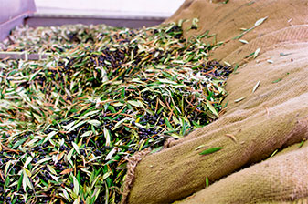 Aceite de oliva