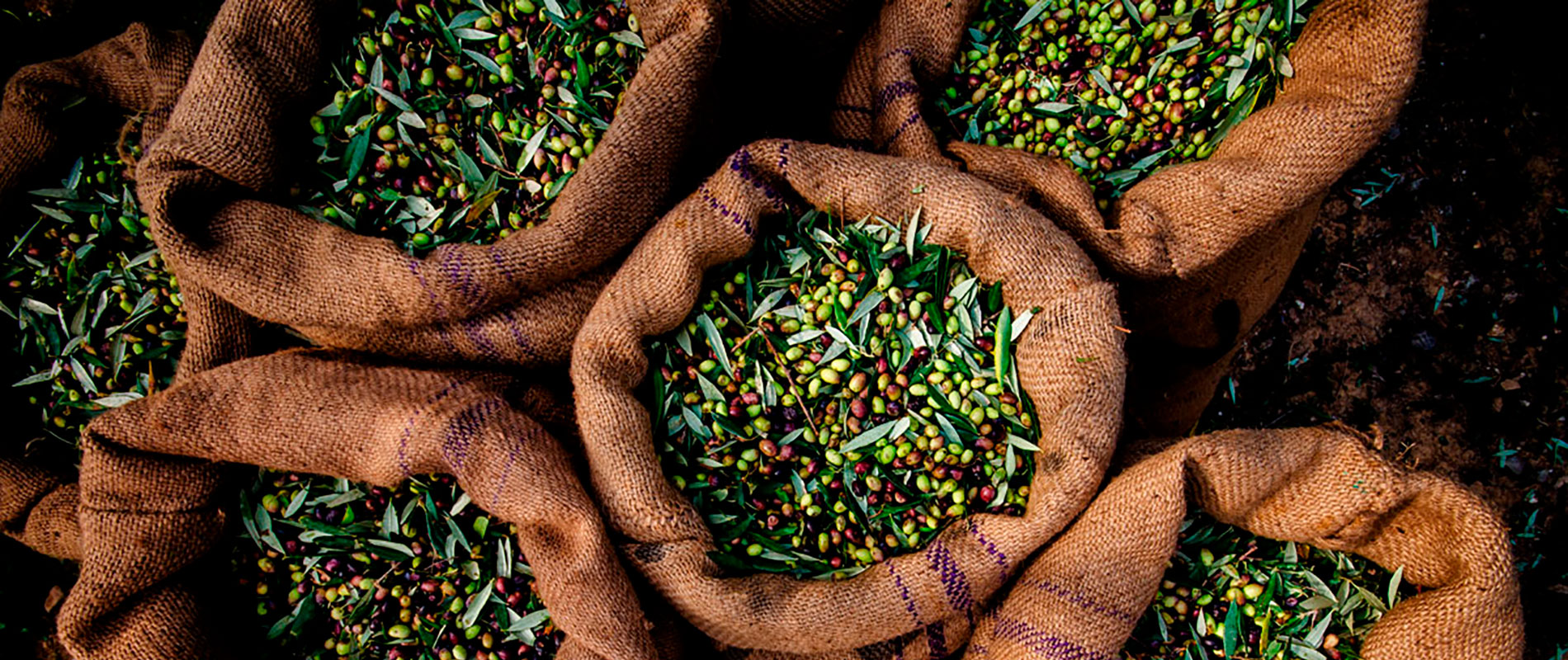 Aceite de Oliva virgen Extra
